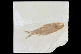 Fossil Fish (Knightia) - Wyoming #109984-1